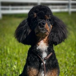 Gauge - Poodle