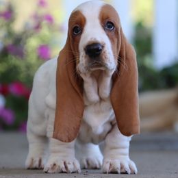 Peony - Red and white female Basset Hound puppy in Pollock, Missouri from Northstar