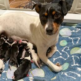 Rat Terrier Puppies from The Puppy Patch Rat Terriers