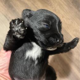 Carter - Black male Miniature Schnauzer puppy in Interlachen, Florida from Pam's Schnauzers