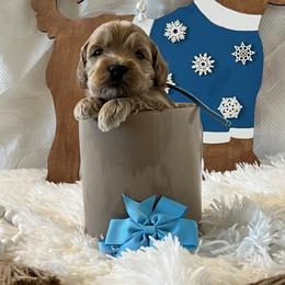 Light Blue Collar Male - Red  male Goldendoodle puppy in Bradenton, Florida from Suncoast Goldendoodles