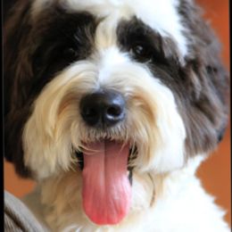 D’Artagnan - Australian Labradoodle