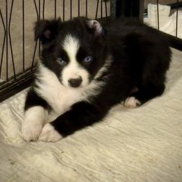 Black bi male - Black & white male Miniature Australian Shepherd puppy in Lemon Cove, California from Magic Ranch Mini Aussies