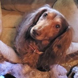 Dachshund All Grown Up from Yannies Dachsies