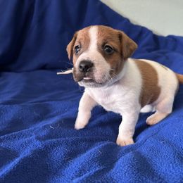 Russell Terrier Puppies from Claddagh Pastures