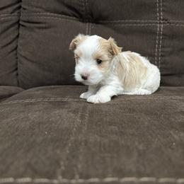Capri - Parti female Yorkshire Terrier puppy in Elk Ridge, Utah from Janita's Yorkshire Terriers