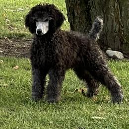 Boy 10 - Poodle puppy from Lake Effect Poodles, Leesa’s Jewlz