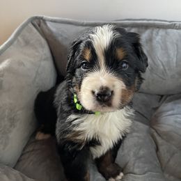 Bernese Mountain Dog Puppies from Hilltop K9