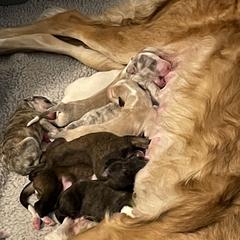 Borzoi Puppies from Rezance Borzoi