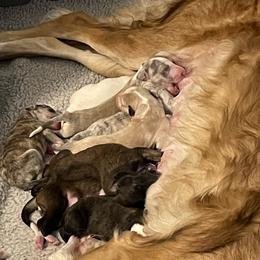 Borzoi Puppies from Rezance Borzoi