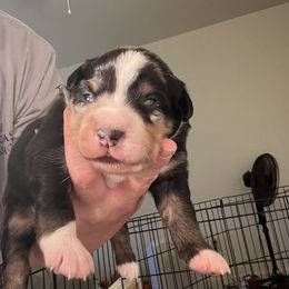 Boy 1 - Blue merle Miniature Australian Shepherd puppy in Woodlake, California from For the Love of Aussie