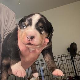 Boy 1 - Blue merle Miniature Australian Shepherd puppy in Woodlake, California from For the Love of Aussie
