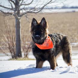 German Shepherd Puppies from Journey's German Shepherds (Kennel Vom Himmel)