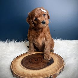 Ivy - Red  female Goldendoodle puppy in from Pink Poodles and Doodles