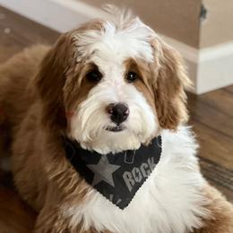 Aussiedoodles, Australian Shepherds, Bernedoodles, Cockapoos, and Pembroke Welsh Corgis from Red Barn Rascals