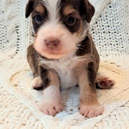 Boy 2 - male Miniature Australian Shepherd puppy in Moscow, Idaho from Panhandle Australian Shepherds