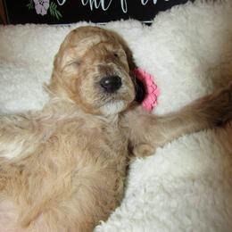 Goldendoodle and Poodle Puppies from David & Patricia Elliott
