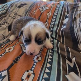 Grey collar - Red female Pembroke Welsh Corgi puppy in Fallon, Nevada from Fuzzy Butt Corgies