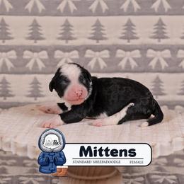 Mittens - Black and white female Sheepadoodle puppy in Cleveland, Tennessee from Narrow Path Old English & Sheepadoodles
