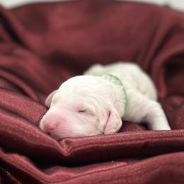 Freckles - Parti female Poodle puppy in Chino Valley, Arizona from Whiskey Row Royals