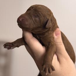 Krew - Red  male Poodle puppy in Osyka, Mississippi from Southern Sunshine Standards