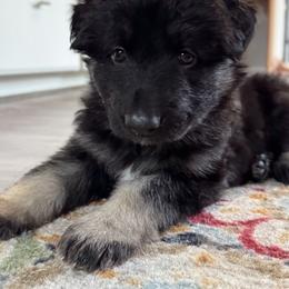 Ace (Red collar) - Black and tan male Shiloh Shepherd puppy in Watchung, New Jersey from Blue Moon Shilohs