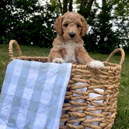 Firecracker - Apricot female Goldendoodle puppy in Gower, Missouri from Hillside Paws
