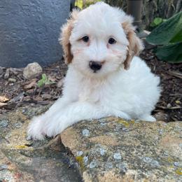 Drew - Cream male Aussiedoodle puppy in Lebanon, Missouri from Cobbs Creek Canines