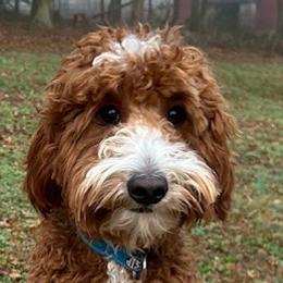 Lil Jon - Goldendoodle