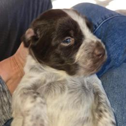 Rowdy - Liver roan male Brittany puppy in Stillwater, Oklahoma from Kennel de Fowler