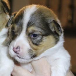 Colton - Sable male Pembroke Welsh Corgi puppy in Purcellville, Virginia from Rhone River Farm Pembroke Welsh Corgis