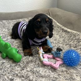 Sweet Pea - Black and tan female Dachshund puppy in Victorville, California from Saffron