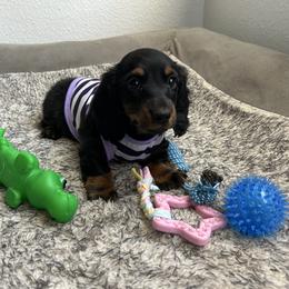 Sweet Pea - Black and tan female Dachshund puppy in Victorville, California from Saffron