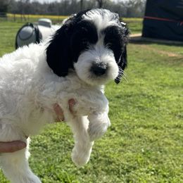 Boy 6 - Black and white Sheepadoodle puppy in Franklin, Texas from Cross Doodles