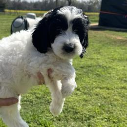 Boy 6 - Black and white Sheepadoodle puppy in Franklin, Texas from Cross Doodles