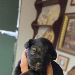 Donatello - Black and tan male Cockapoo puppy in Ellensburg, Washington from Dawn to Dusk Cockapoos