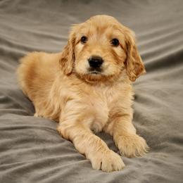 Nova - Apricot male Australian Labradoodle puppy in Stanwood, Washington from Victoria Creek Australian Labradoodles