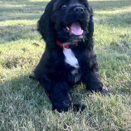 Cocker Spaniel Puppies from Huntcrest Cockers