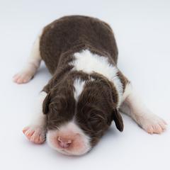 Bernedoodle, Saint Berdoodle, and Sheepadoodle Puppies from Yankee Doodle Puppies