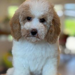 Helen - Parti female Goldendoodle puppy in Yuciapa, California from AlltheDoodlez_