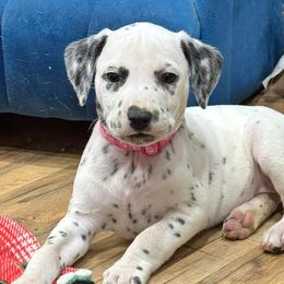 Dalmatians from Spot Splattered Dalmatians