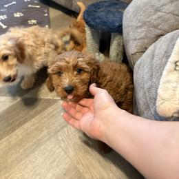 Lily - Red female Cavapoo puppy in Osseo, Michigan from Smiths Fluffy butts
