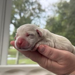 Freedom Ranch Labs- White Collar - Yellow female Labrador Retriever puppy in Davidsonville, Maryland from Freedom Ranch Labs