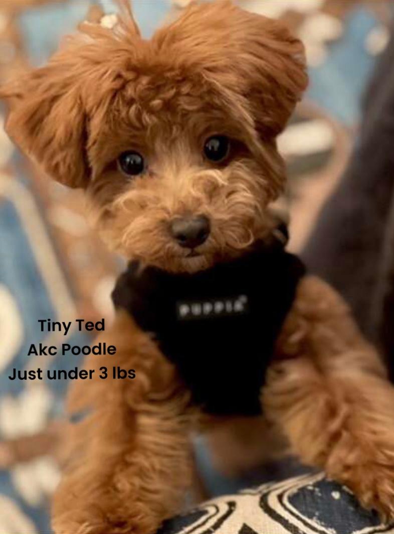 Ted