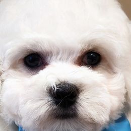 Bichon Frises from Fairspride Bichon Frises