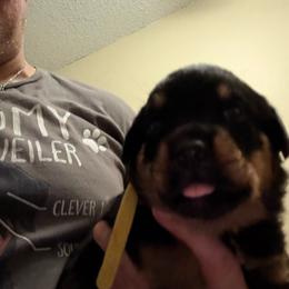 Yellow girl - Black and mahogany female Rottweiler puppy in Colorado Springs, Colorado from Von Locher Rotties
