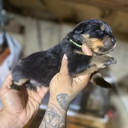 Boy 1 - Black and mahogany male Rottweiler puppy in Jeffersonville, Indiana from Rottweiler von knight enterprise