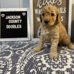 Aussiedoodle and Goldendoodle Puppies from Jackson County Doodles