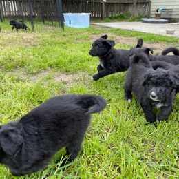 Poodle Puppies from Fluffy Doodle Farms