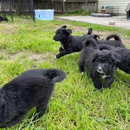 Poodle Puppies from Fluffy Doodle Farms